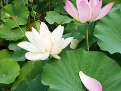 -石家庄市植物园
