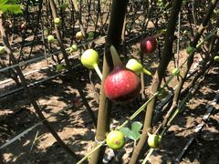 -武汉世外桃源农庄