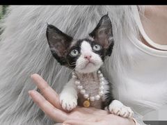 -山宅一喵德文卷毛猫舍