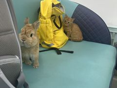 -北京观赏动物医院·24小时大型综合·猫专科·异宠专科