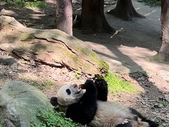 -都江堰中华大熊猫苑