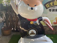 -柴犬高等学院·狗咖·柴犬售卖·宠物训练