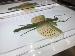 -上海昆虫博物馆