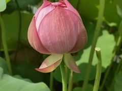 -陈家山荷花公园