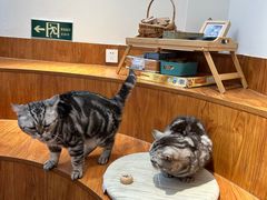 -有猫主题·治愈系猫咖(曾厝垵店)