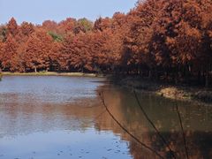 -上海海湾国家森林公园