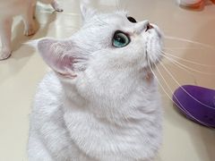 -三花喵·撸猫购宠·宠物生活馆(虹桥南丰城店)