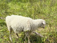 -莫尔道嘎国家森林公园