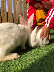 -萌宠亲子动物乐园(槐房万达店)