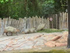 -珠海长隆海洋王国
