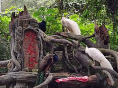 -野象谷景区