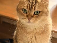 -滚猫咖啡·猫咖·猫友好撸猫(未来城店)