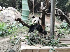 -广州长隆野生动物世界