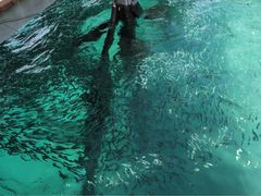-东姑阿都拉曼海洋公园