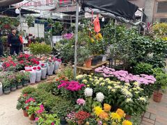 -中环花鸟鱼虫市场