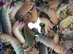 七彩虾-蛇口市场