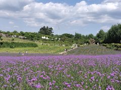-紫颐香薰山谷景区