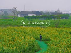 -杭州湾海上花田景区