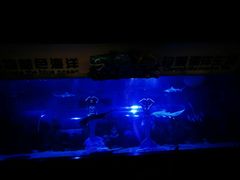 -成都浩海立方海洋公园