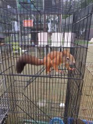 -上美四季动物农场