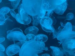 -海合安青岛极地海洋公园