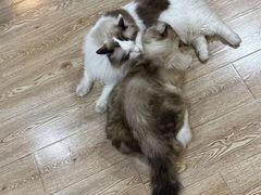 -白兔子密室(长寿路店)