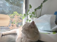-琪喵猫屋·撸猫猫咖·猫舍