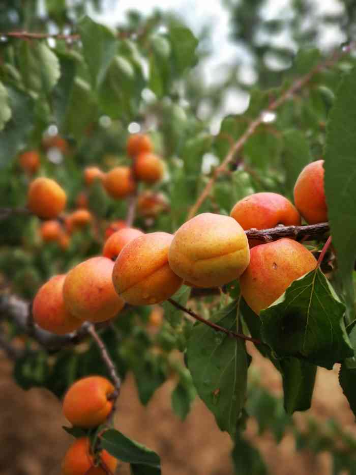 官厅石片黄杏采摘园-"今天来到石片村,这个村子全部是种大黄杏的.