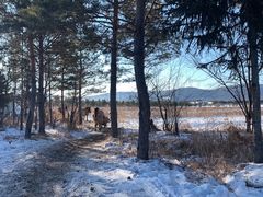 -北极村旅游风景区