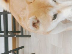 -柴迷FANS CLUB·柴犬狗咖·猫咖