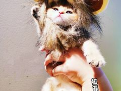 -十年猫舍·猫咪专门店(普陀店)
