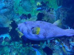 -珠海长隆海洋王国