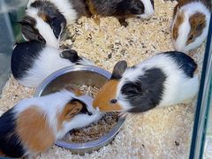 -青石桥花鸟鱼虫市场(叠翠城店)