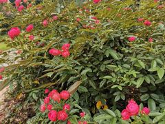 -人民公园(罗湖区)