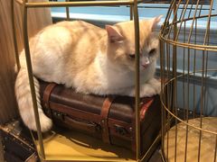 -遇见羊驼·奶狗咖·布偶猫咖·法斗柯基柴犬阿拉斯加(春熙路太古里IFS店)