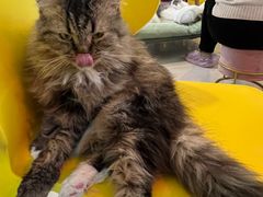 -平行世界·猫咖(首经贸店)