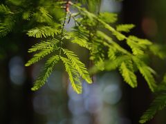 -黄海国家森林公园