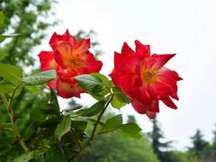 -昆山城市生态森林公园