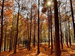 -上海海湾国家森林公园