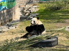 -上海野生动物园