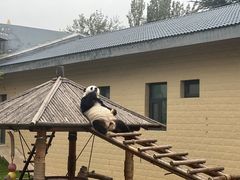 -石家庄市动物园