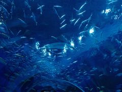 -海合安成都极地海洋公园