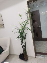 -苗方清颜·祛痘皮肤管理