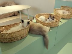 -怪兽屋·羊驼·猫咖·狗咖(俊华广场店)