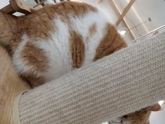 -喵园·猫主题咖啡厅·撸猫·猫咖(国贸店)