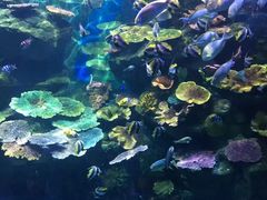-暹罗海洋世界