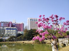 -南宁南湖公园
