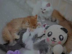 -70cat德文卷毛猫·缅因猫纯种猫舍