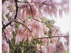 -嘉定紫藤园