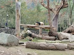 -都江堰中华大熊猫苑